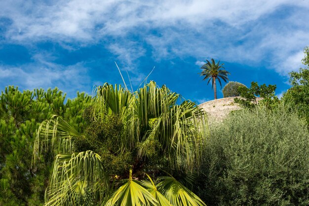 Nature in Monaco against the blue sky France