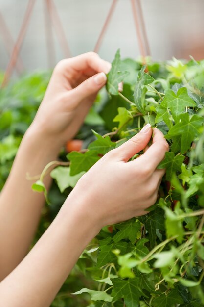 Nature needs your care. Cropped image of woman touching green leafs of plant