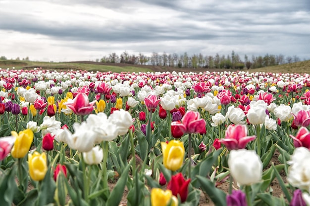 La natura ha bisogno delle tue cure. tulipani in primavera. sfondo floreale primaverile. campagna olandese. tulipani in giardino. magico paesaggio primaverile con fiori. campo di tulipani in olanda. relax e gestione dello stress.