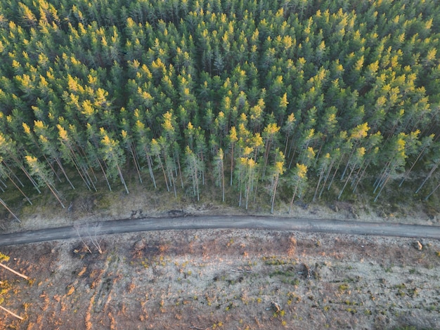 Фото Лесная дорога природы эстонии через сосновый лес в кабернеме на воздушном снимке с дрона