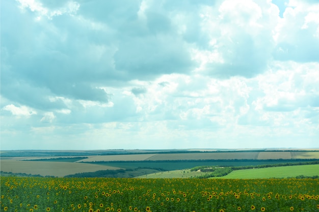 写真 ウクライナの性質夏の畑のウクライナの農業分野の風景。農場。トウモロコシ、小麦の畑。