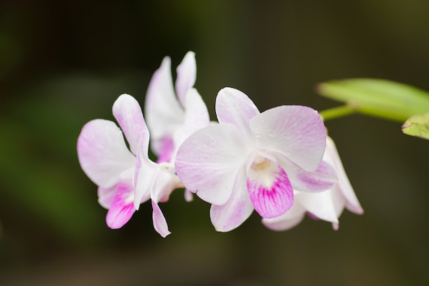 nature orchid in nature.