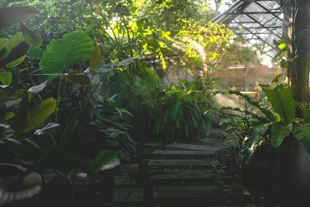 Природа открытый тропический сад с деревом и листовым растением утром тумана и солнечного света красивый зеленый лес летом фон среда роста древесины сельское хозяйство с солнечным светом
