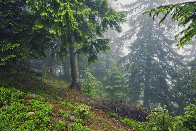 Nature panorama green forest mountain fog cloud travel