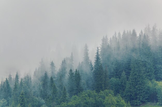 Nature panorama green forest mountain fog cloud travel