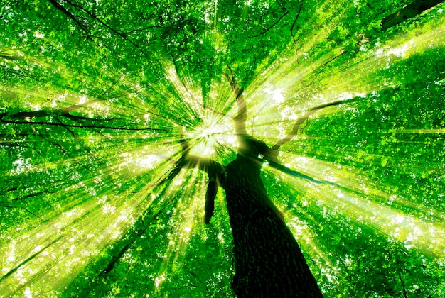 Foto percorso naturalistico nella foresta con luce solare