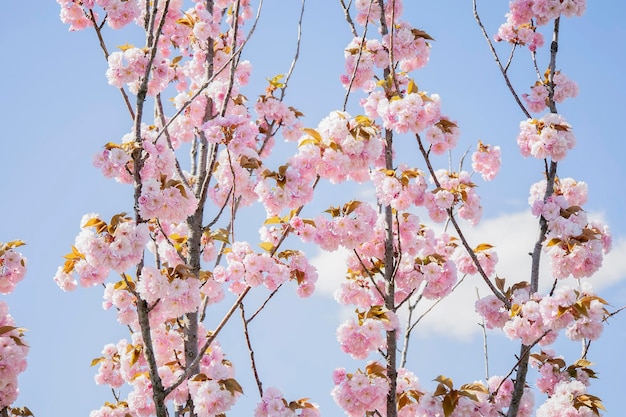 Nature pattern tender background with pink blossom flowers on tiny tree branches at clear sky