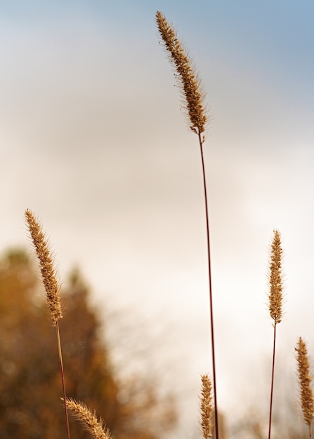 Foto foto della natura, paesaggio con erba secca.