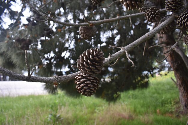 nature pine cone on the tree