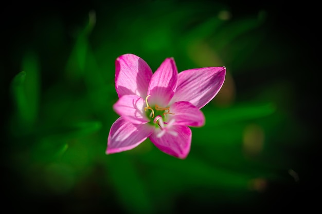 정원에서 분홍색 꽃의 자연 근접 촬영 또는 매크로 촬영 배경 벽지 및 식물 패션에 대한 자연 식물