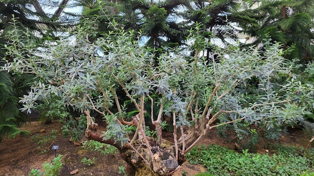 Foto pianta naturale giardino fiore albero