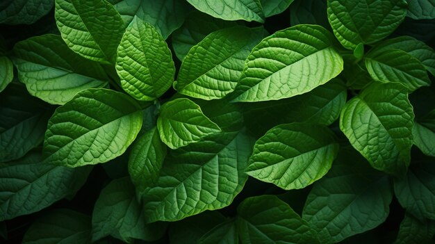 A nature plant green leave wallpaper