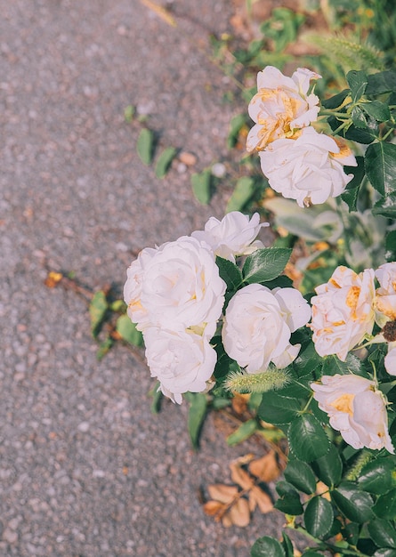 Nature, plant lover  background. Roses  Flower aesthetic. Summer time, bloom concept