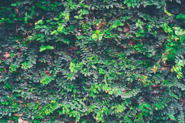 Nature plant wall, nature building concept