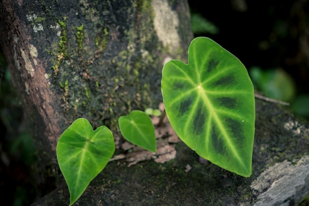 自然植物