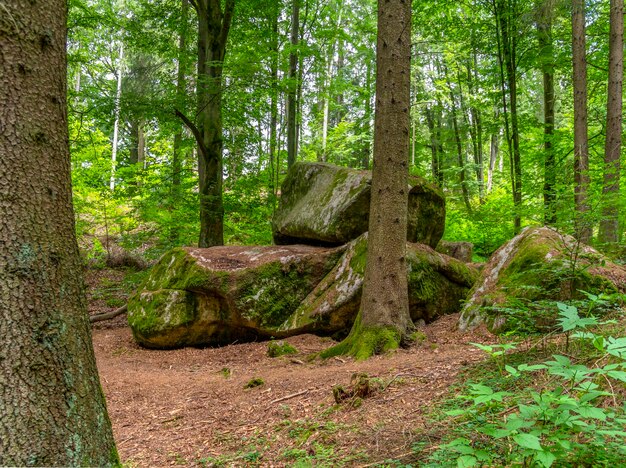 nature reserve in the Bavarian Forest