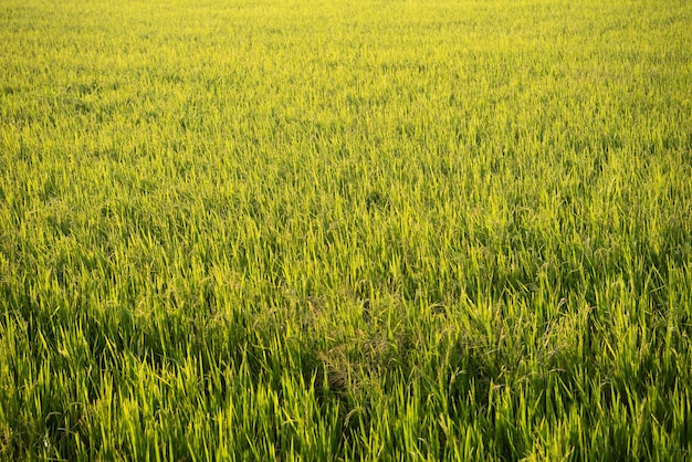 Nature of rice field on rice paddy