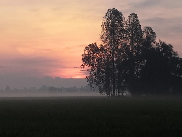 Nature of rice field on rice paddy