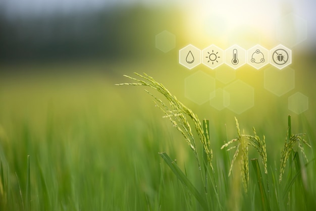 Nature of rice field on rice paddy