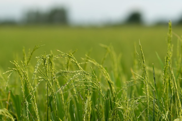 Nature of rice field on rice paddy