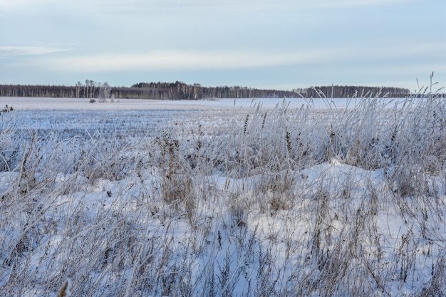 Nature of Russia in a frosty winter