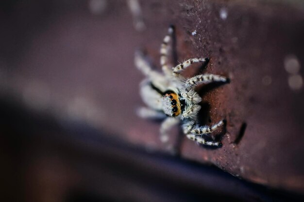 Nature's architect at work an upclose glimpse of a spider's meticulous web design