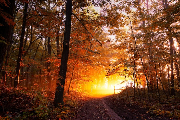 Nature's Awakening Sunrise in the Misty Autumn Woods