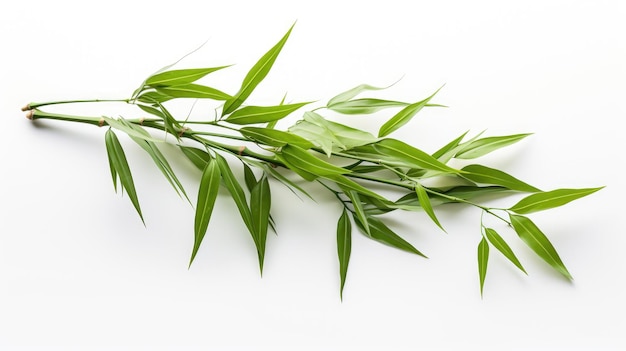 Nature's Beauty Lush vibrant bamboo showcasing its organic splendor on a clean white backdrop