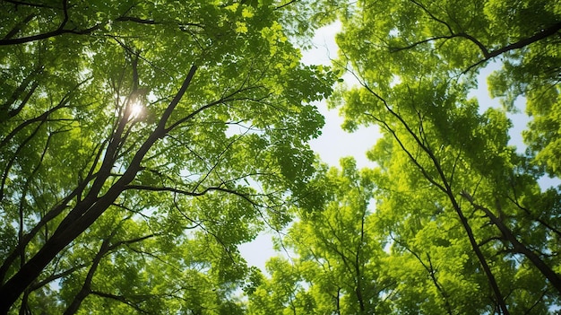 Nature's canopy angle looking up at the green of the trees