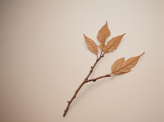 Photo nature's elegance isolated dry twig with leaves