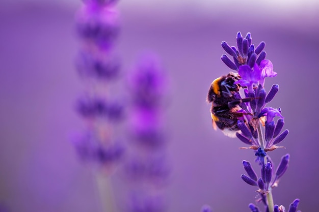 Nature's harmony bumblebee ballet on a lavender stage