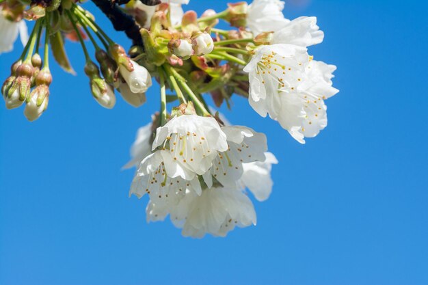 Nature's palette unveiled captivating blossoms in full bloom celebrating the beauty