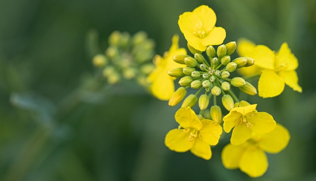 Photo nature's precision rapeseed's macro splendor revealed