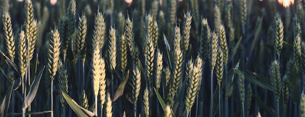 Nature's Promise A Lush Field of Young Wheat Ready to Flourish in the Springtime