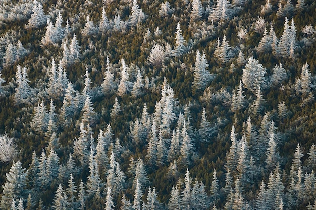 Nature scenery from mountains with firs sun rays melting frost on trees