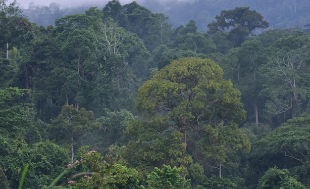 nature Scenery of trees, forests and mountains.