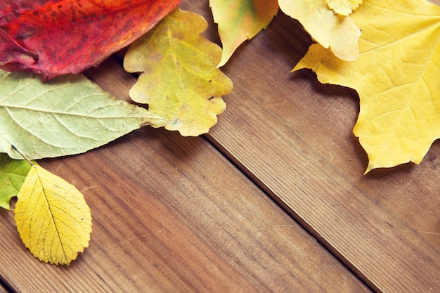 nature, season, advertisement and decor concept - close up of many different fallen autumn leaves on wooden board