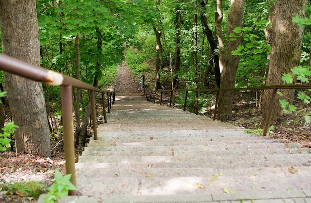 写真 自然、季節、環境のコンセプト – 夏の森や公園に降りる階段の接写
