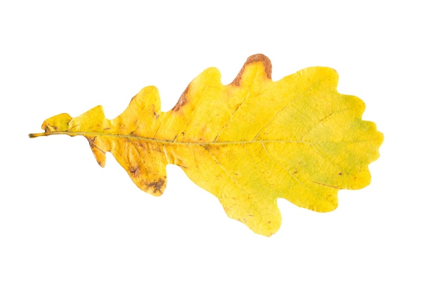 자연, 계절, 가을 및 식물학 개념 - 마른 타락한 노란색 오크 나무 잎