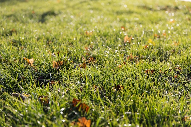 nature, season and environment concept - close up of green grass with dew