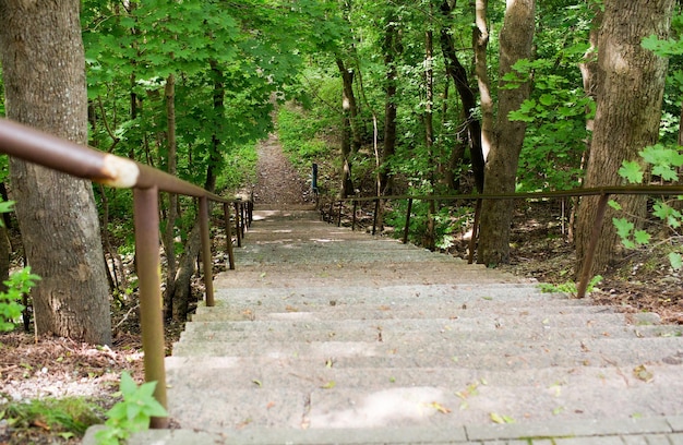 nature, season and environment concept - close up of stair going down at summer forest or park