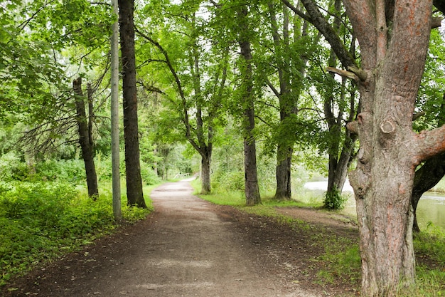 nature, season and environment concept - summer forest and path