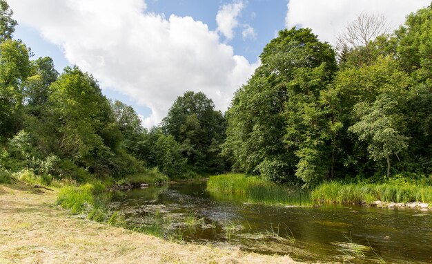 nature, season and environment concept - summer forest and river