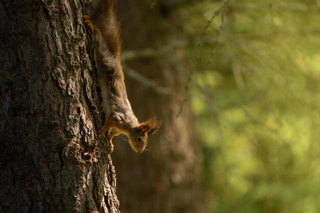 nature small domestic squirrel plant park