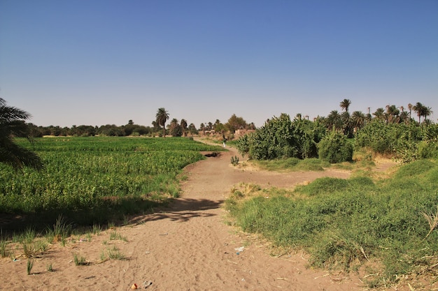 Nature in the small village on Nile river, Sudan