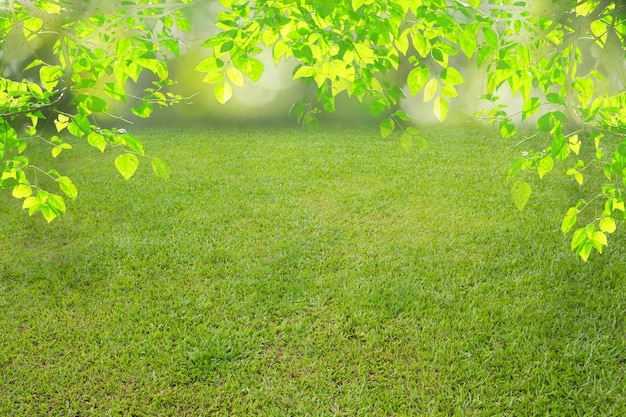 Foto trama di sfondo erba primavera natura