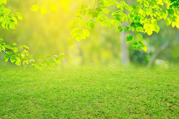 Photo nature spring grass background texture