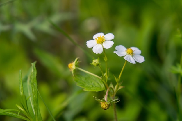 nature spring grass background texture