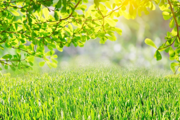 Природа весенняя трава на размытом фоне зеленых листьев