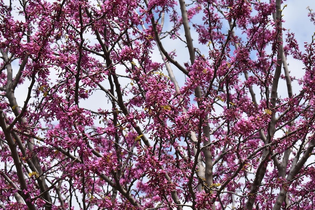 自然 春 ピンクの木の花